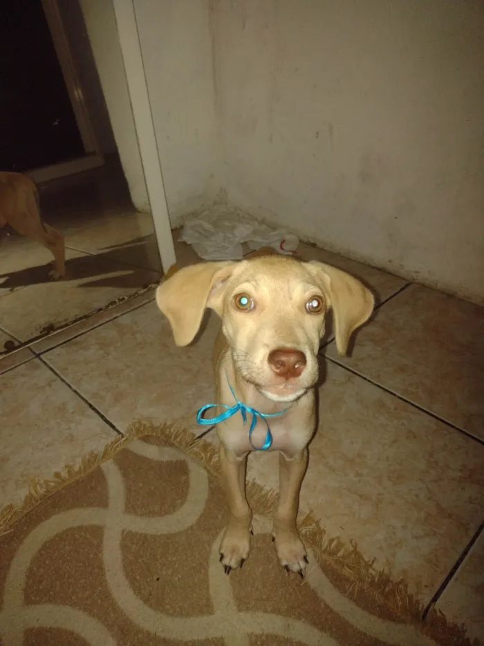 Cachorro ra a SRD-ViraLata idade 2 a 6 meses nome Vitorioy