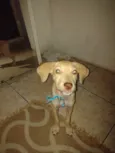 Vitorioy