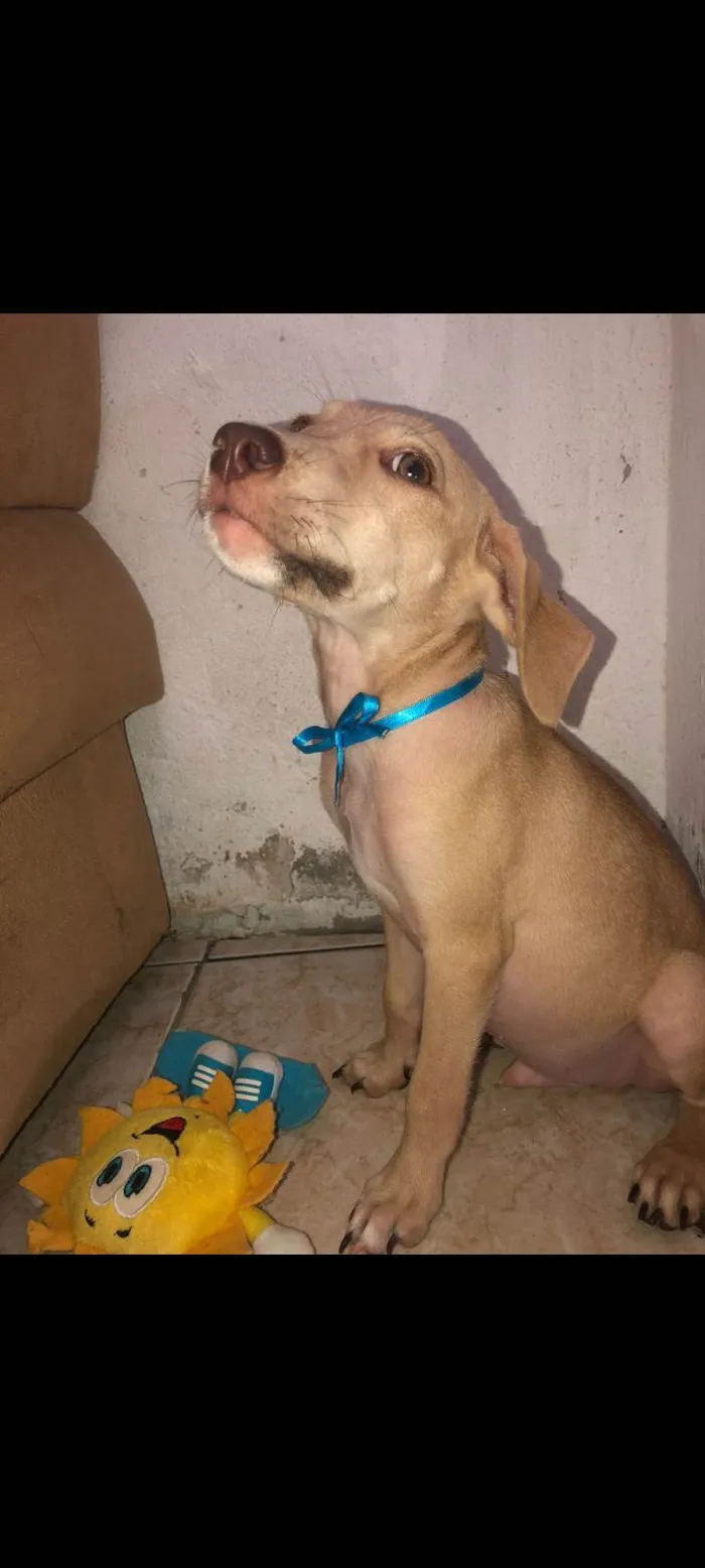Cachorro ra a SRD-ViraLata idade 2 a 6 meses nome Vitorioy