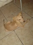 Vitorioy