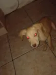 Vitorioy