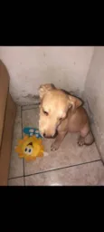 Vitorioy