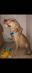 Vitorioy