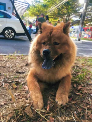 Cachorro raça Chow Chow idade 3 anos nome Will