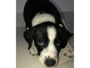 Cachorro raça SRD-ViraLata idade 2 a 6 meses nome Barney