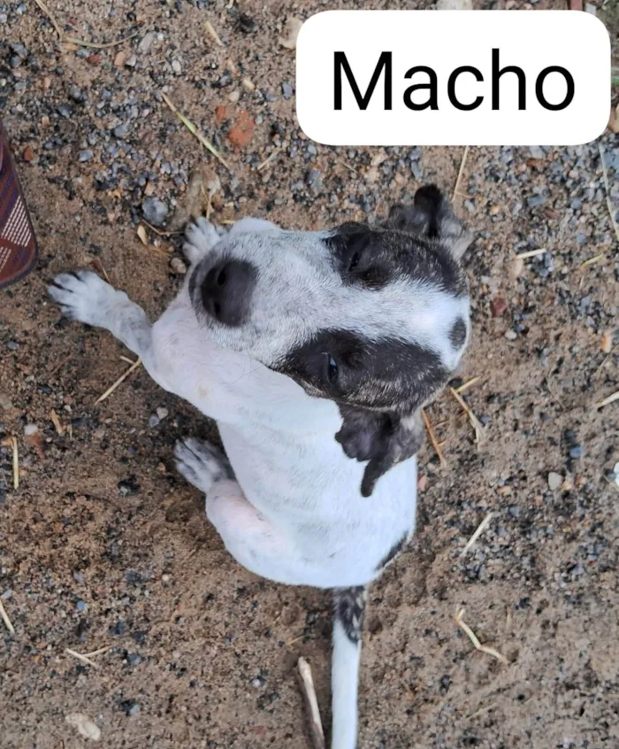 Cachorro ra a Sem raça definida  idade  nome Sem nome 1