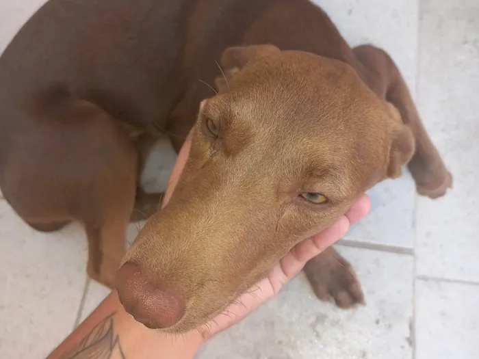 Cachorro ra a Misturada idade 2 a 6 meses nome Luna