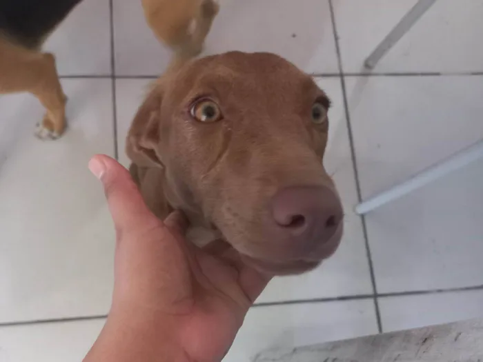 Cachorro ra a Misturada idade 2 a 6 meses nome Luna