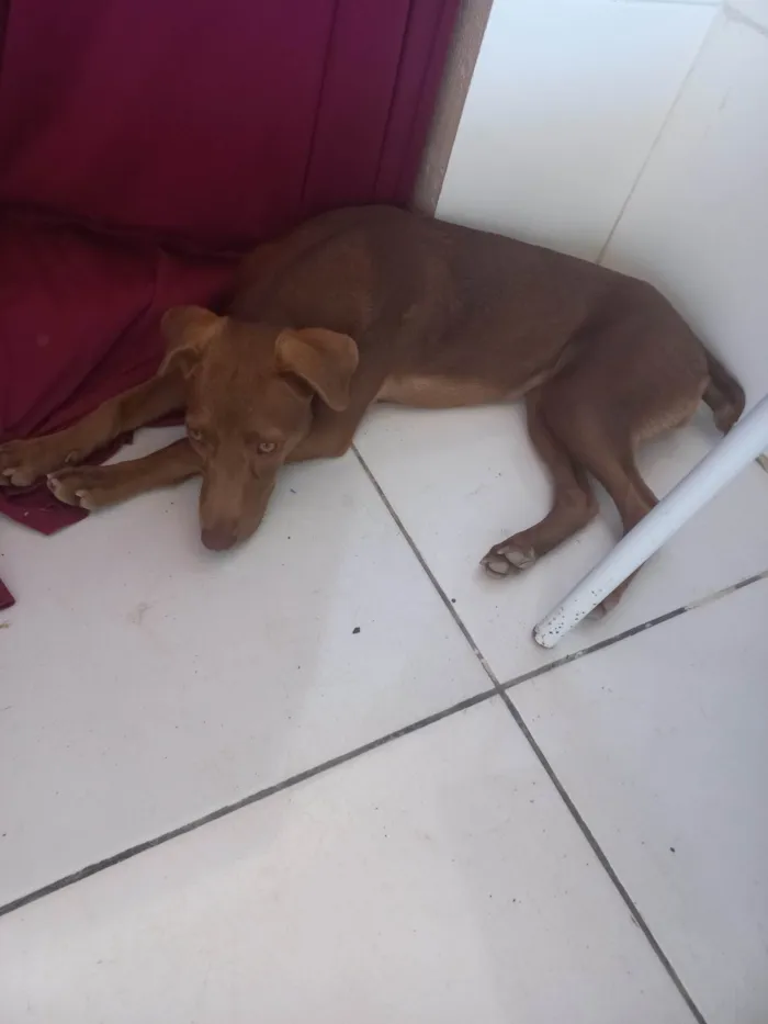 Cachorro ra a Misturada idade 2 a 6 meses nome Luna