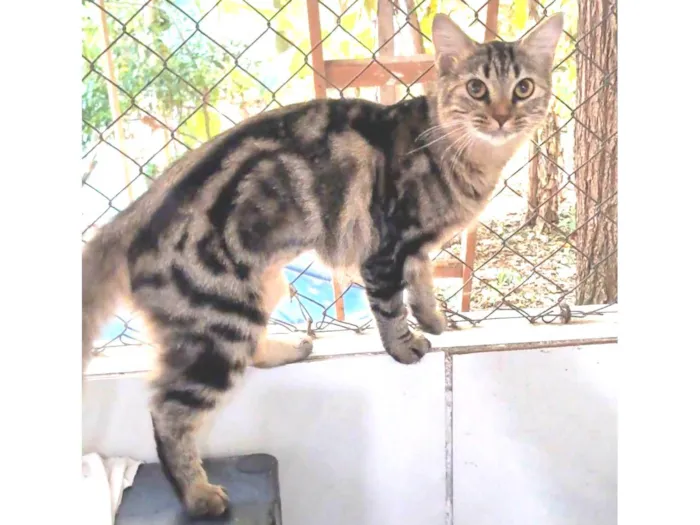 Gato ra a srd exótica  idade 1 ano nome MANU