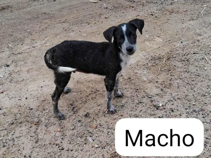 Cachorro ra a Sem raça definida  idade 2 a 6 meses nome Sem nome