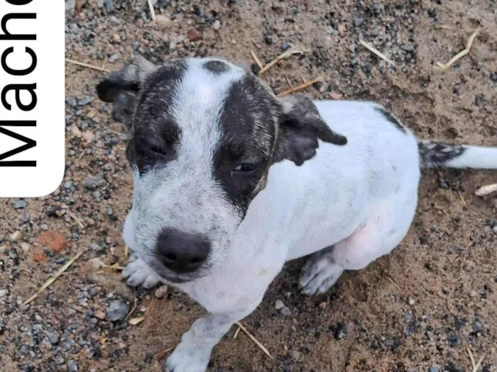 Cachorro ra a Sem raça definida  idade  nome Sem nome 1