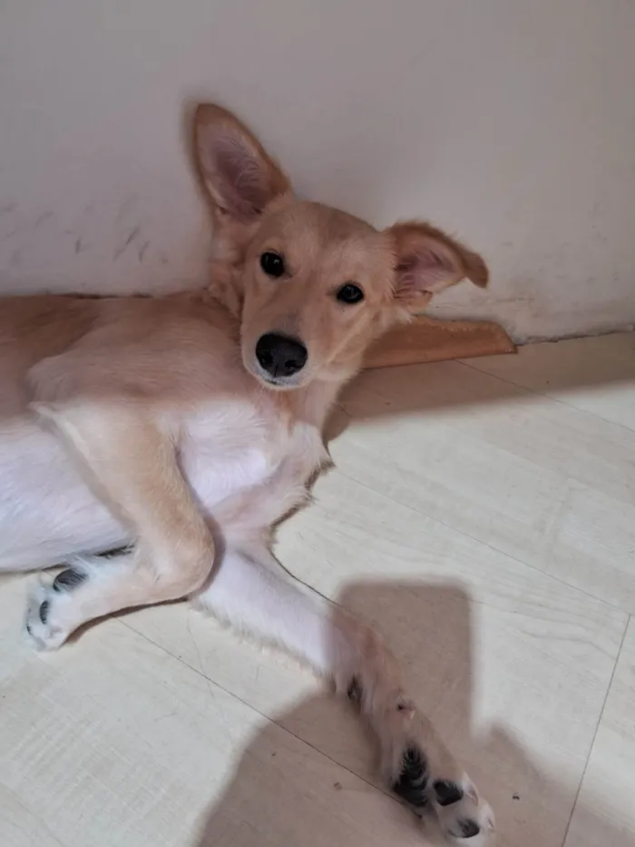 Cachorro ra a SRD-ViraLata idade 7 a 11 meses nome Stela