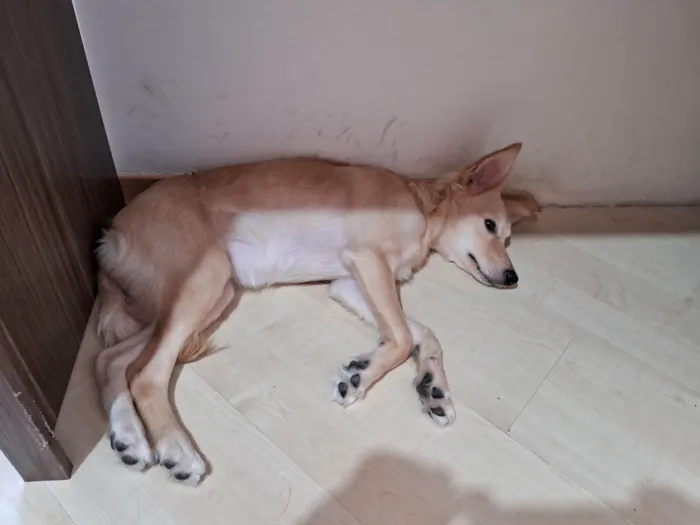 Cachorro ra a SRD-ViraLata idade 2 a 6 meses nome Stela