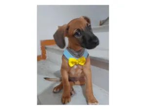 Cachorro raça SRD-ViraLata idade 2 a 6 meses nome Dior