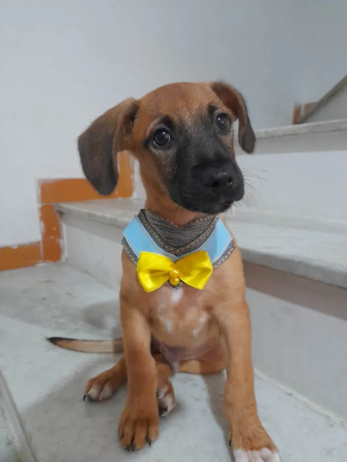 Cachorro ra a SRD-ViraLata idade 2 a 6 meses nome Dior