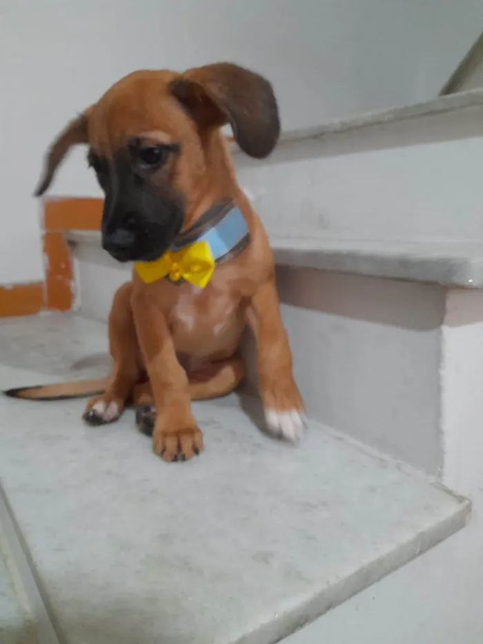 Cachorro ra a SRD-ViraLata idade 2 a 6 meses nome Dior