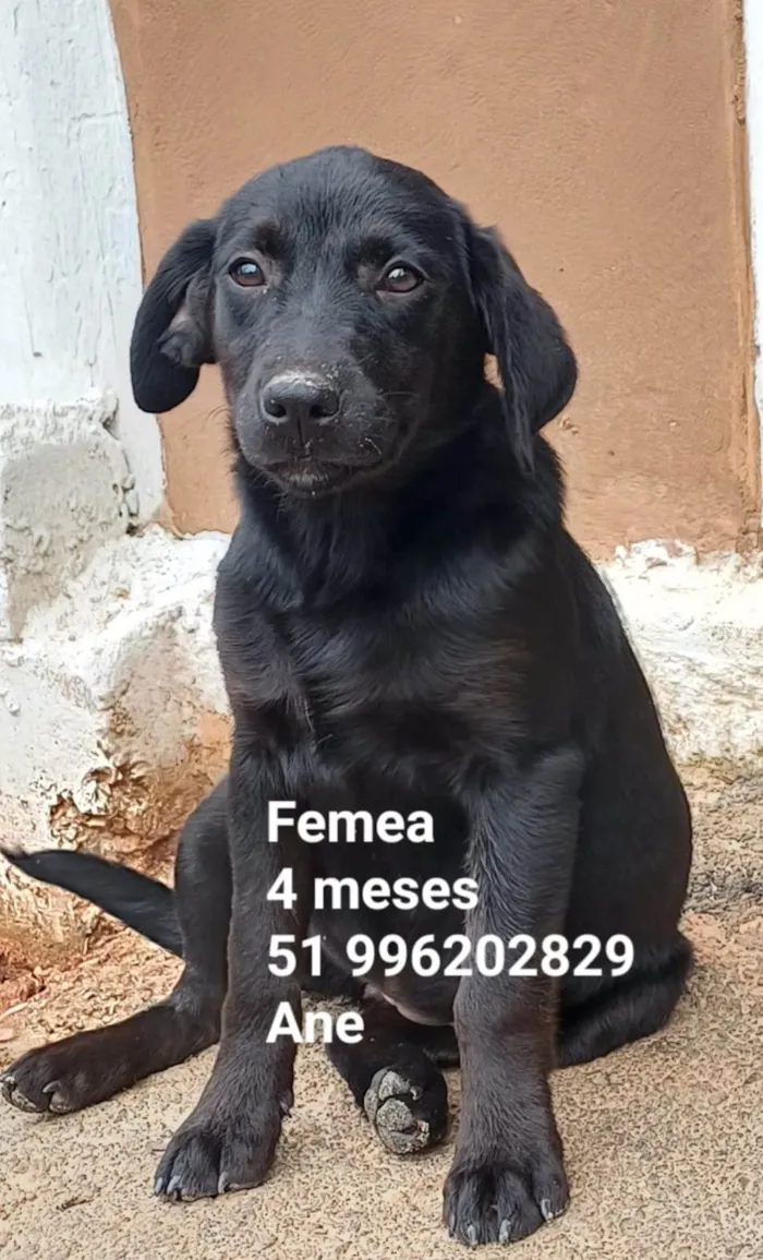 Cachorro ra a SRD-ViraLata idade 1 ano nome FÊMEAS *G*