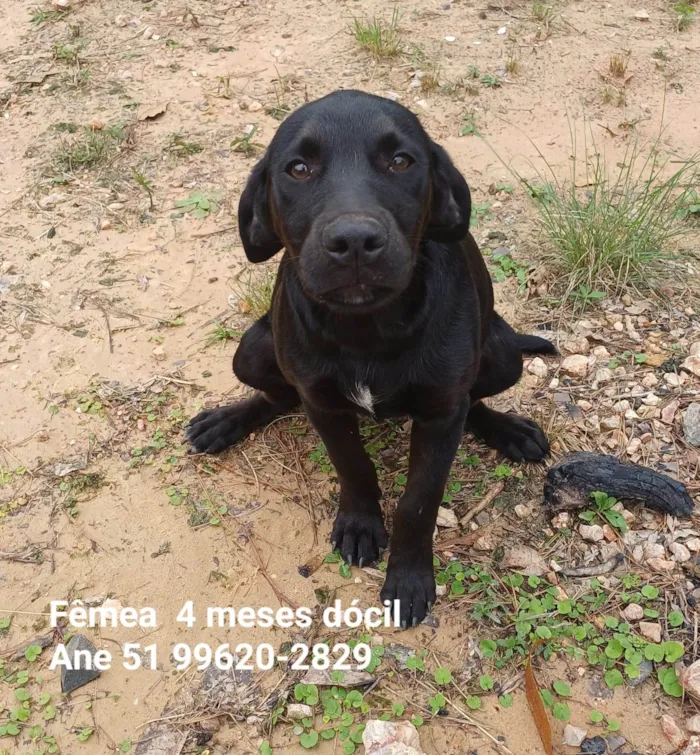 Cachorro ra a SRD-ViraLata idade 1 ano nome FÊMEAS *G*