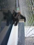 Pretinho (3 meses - castração garantida)