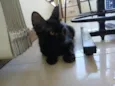 Pretinho (3 meses - castração garantida)