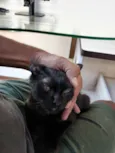 Pretinho (3 meses - castração garantida)
