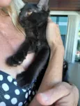Pretinho (3 meses - castração garantida)