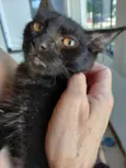 Pretinho (3 meses - castração garantida)