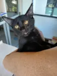 Pretinho (3 meses - castração garantida)