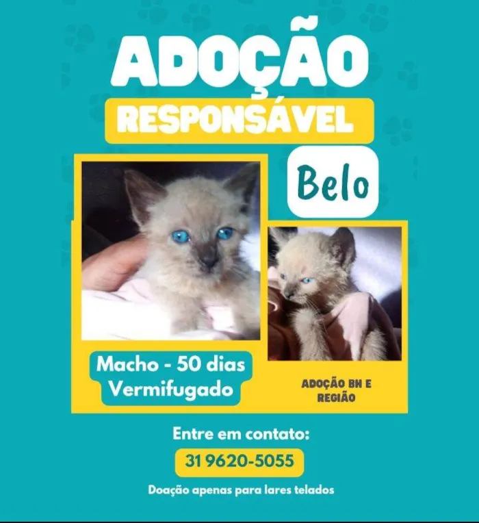 Gato ra a Siamês mestiço idade 2 a 6 meses nome BELO