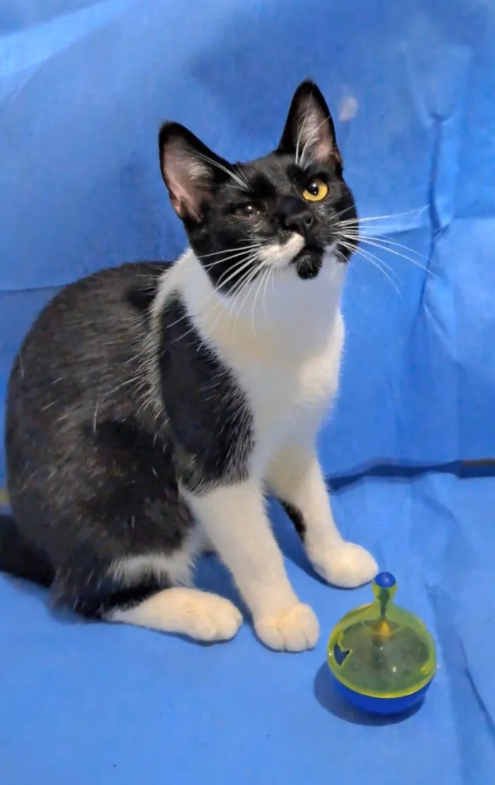 Gato ra a srd frajolinha idade 7 a 11 meses nome TALITA