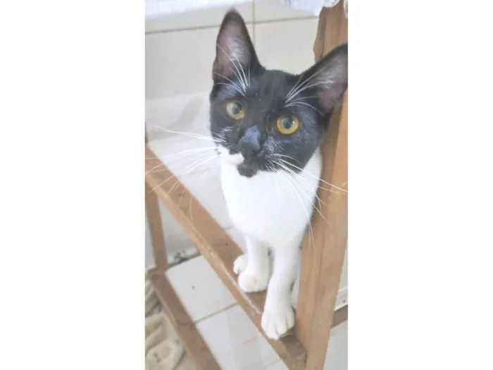 Gato ra a srd frajolinha idade 7 a 11 meses nome TALITA