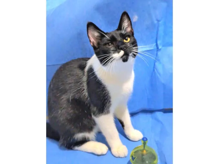 Gato ra a srd frajolinha idade 7 a 11 meses nome TALITA