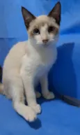 CHICO
