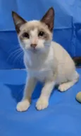 CHICO