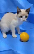 CHICO