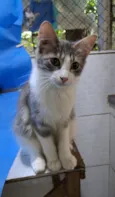 ELVIS