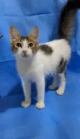 PEPPER