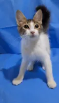 PEPPER