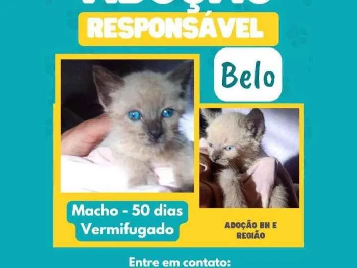 Gato ra a Siamês mestiço idade 2 a 6 meses nome BELO