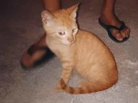 Gato ra a SRD-ViraLata idade 2 a 6 meses nome Sem nome 