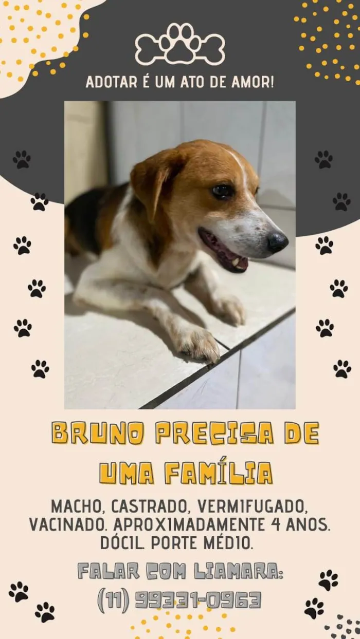 Cachorro ra a SRD-ViraLata idade 4 anos nome Bruno