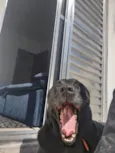 Meg