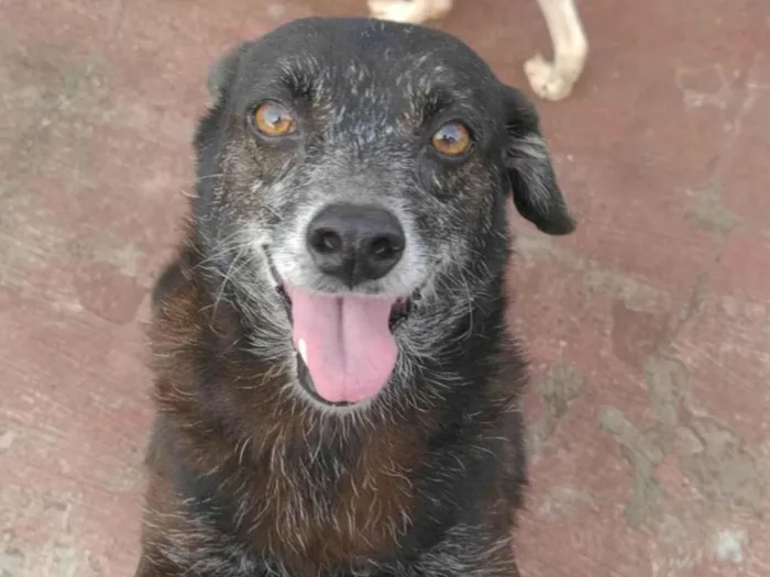 Cachorro ra a Ração indefinida  idade 6 ou mais anos nome Neguinha 