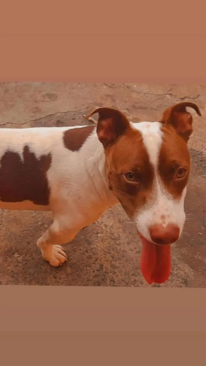 Cachorro ra a Vira lata com Pit-Bull idade 2 anos nome Brucy