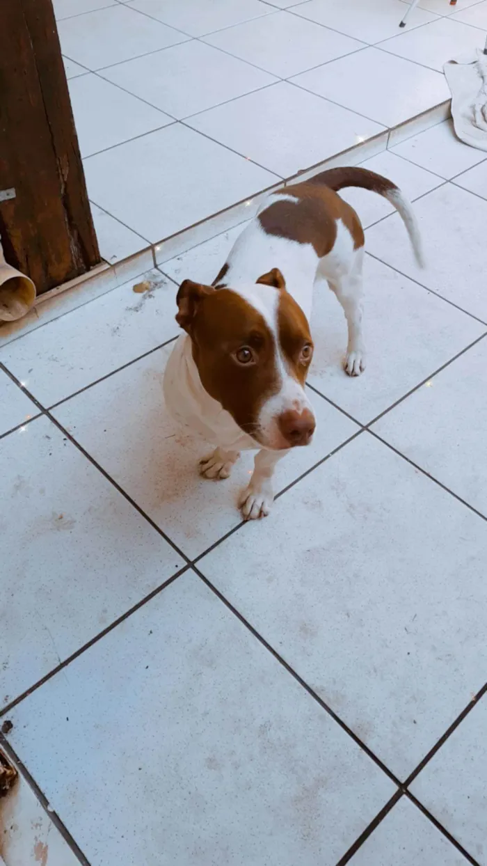 Cachorro ra a Vira lata com Pit-Bull idade 2 anos nome Brucy