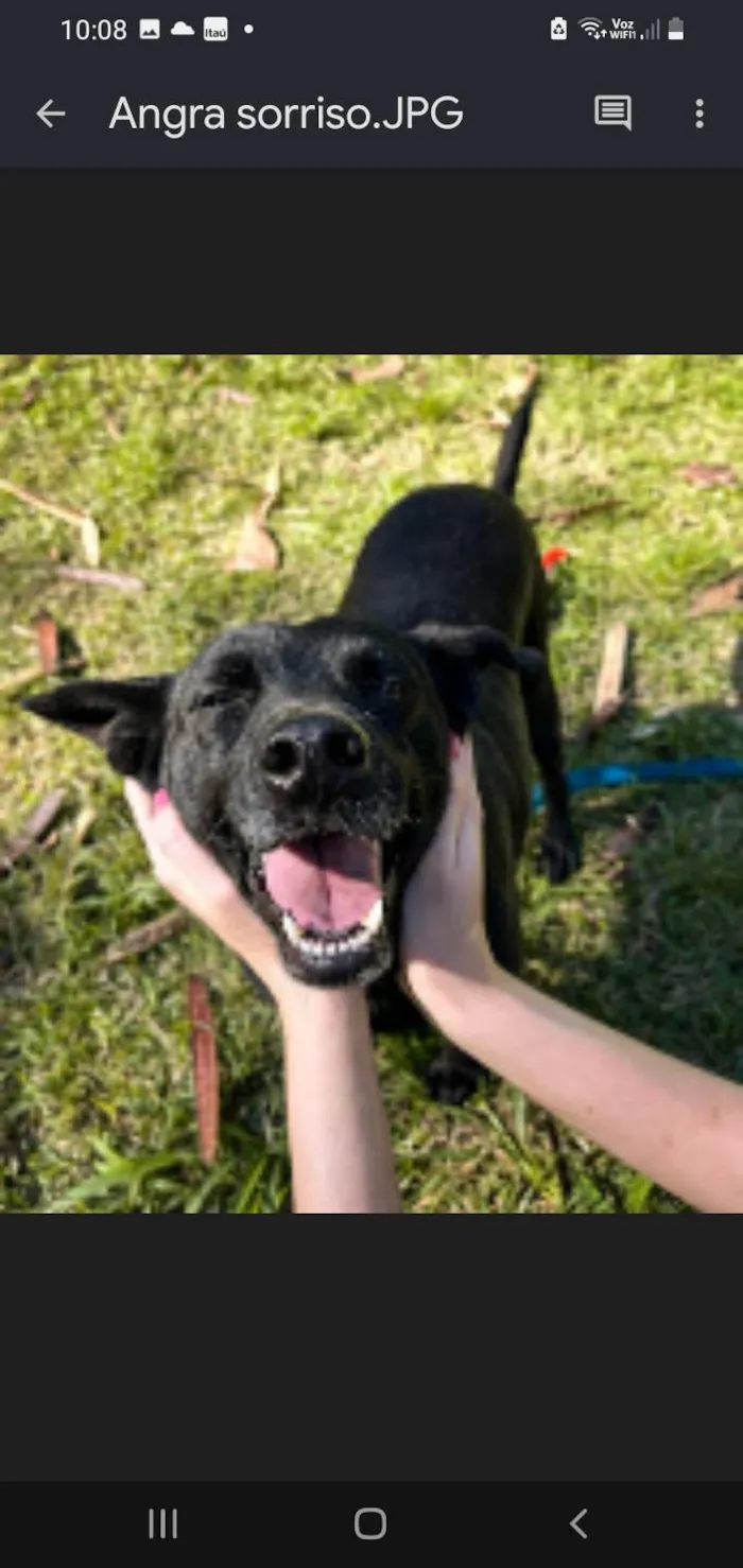 Cachorro ra a SRD-ViraLata idade 4 anos nome Angra