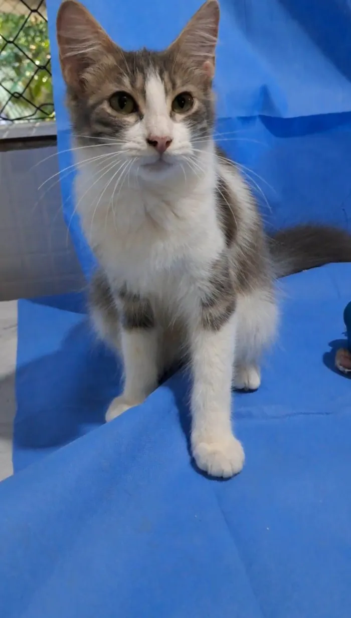 Gato ra a srd bicolor idade 2 a 6 meses nome ELVIS