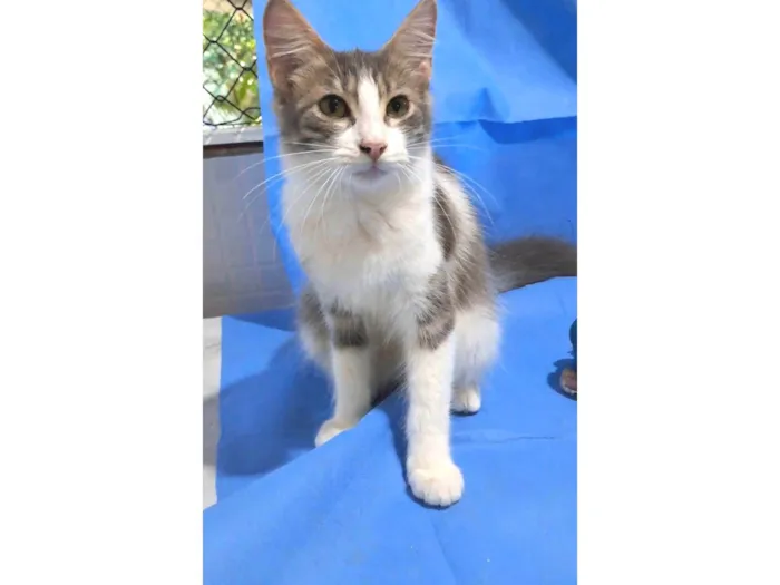 Gato ra a srd bicolor idade 2 a 6 meses nome ELVIS