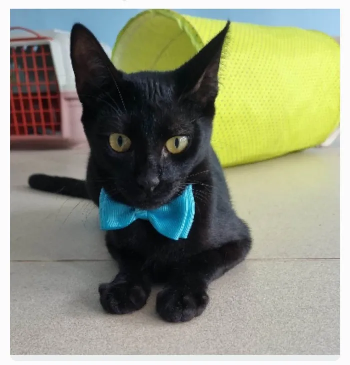 Gato ra a srd idade 2 a 6 meses nome WILL